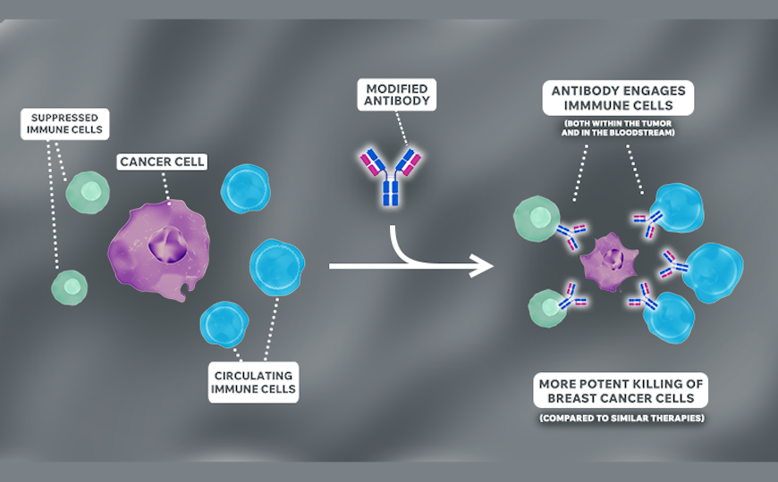Три модификации Fc-фрагмента антитела усилили привлечение иммунных клеток в опухоли молочной железы