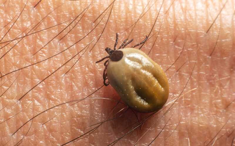 Нейроборрелиоз можно диагностировать по протеому плазмы с помощью машинного обучения