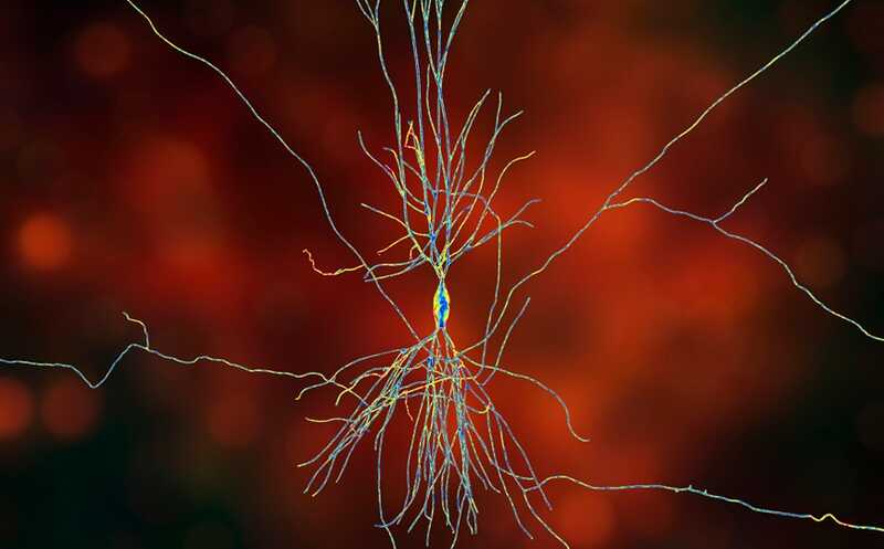 Воздействие на макрофаги кишечника предотвращает развитие болезни Паркинсона у мышей