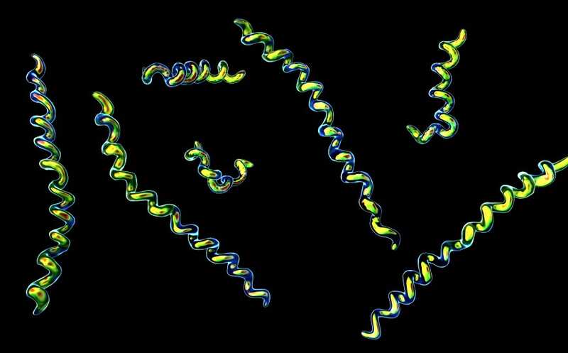 Самый древний в мире геном трепонемы обнаружен в останках охотника-собирателя с территории Колумбии