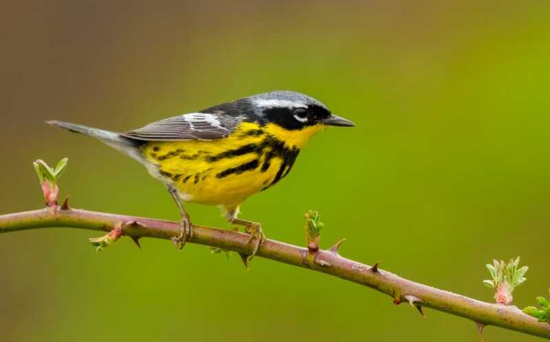На окраску североамериканских птиц повлияло межродовое скрещивание