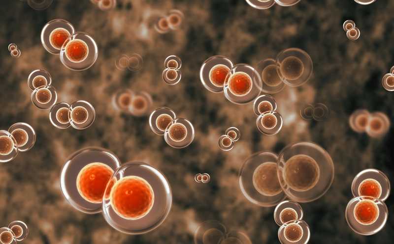 Фрагментация, хроматин и метилирование