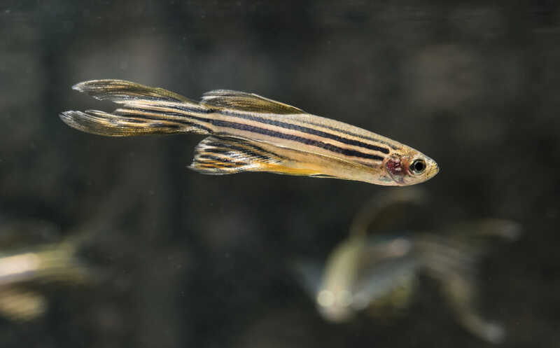 Подсластитель сорбитол спровоцировал стеатоз печени у рыбок данио