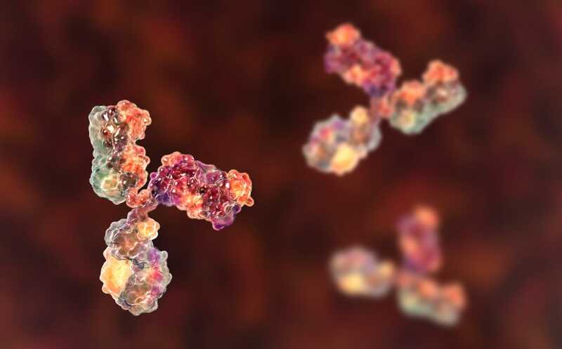 Терапия двумя антителами оказалась эффективной против устойчивой к лечению миеломы