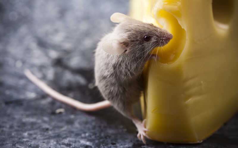 Голодание ускоряет миграцию новых нейронов в обонятельную луковицу мыши