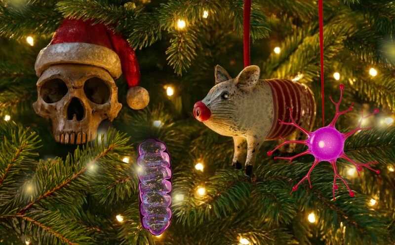 Итоги-2025. CRISPR-терапия для Кей-Джея, череп денисовца и антипрививочник во главе минздрава