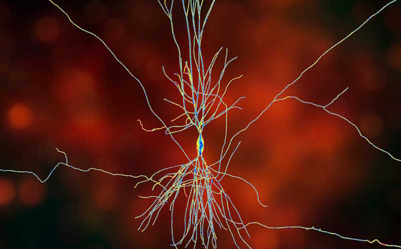 Гиперзрелость гиппокампа тесно связана с тревожностью