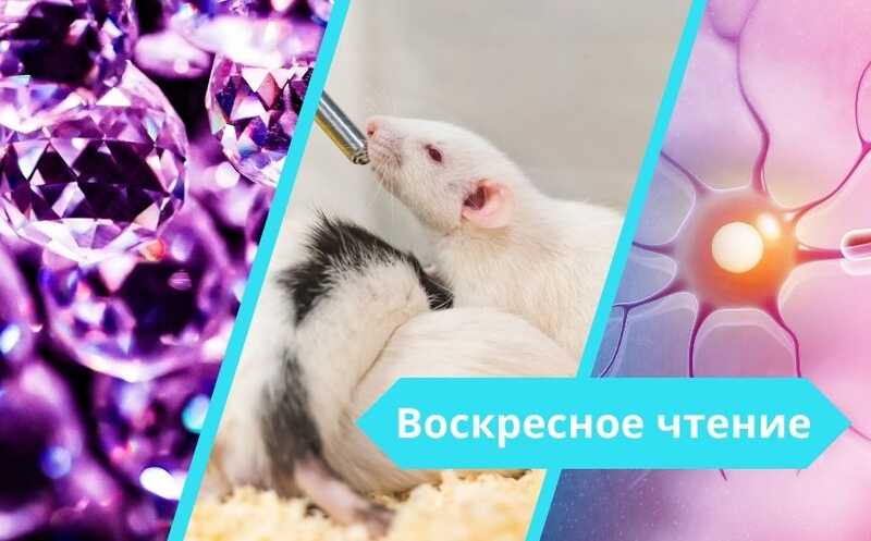 Эпизодическая память крыс и другие новости недели