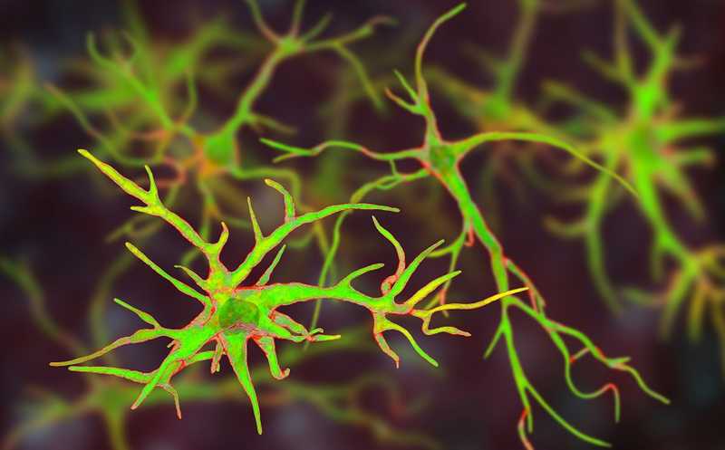 Астроциты обладают иммунологической памятью и участвуют в развитии рассеянного склероза