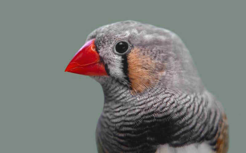 Как птицы обходятся без кровеносных сосудов в сетчатке