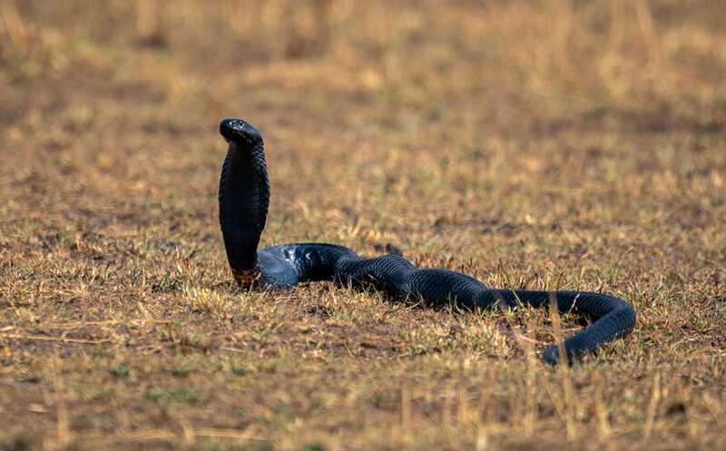 Коктейль широконейтрализующих нанотел защитил мышей от яда 17 из 18 африканских змей