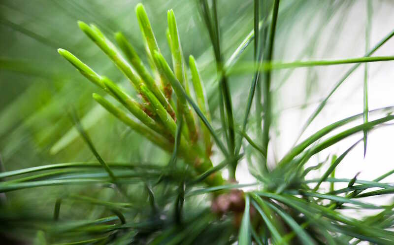 Паразитический гриб с геном сосны уничтожает комаров — переносчиков заболеваний