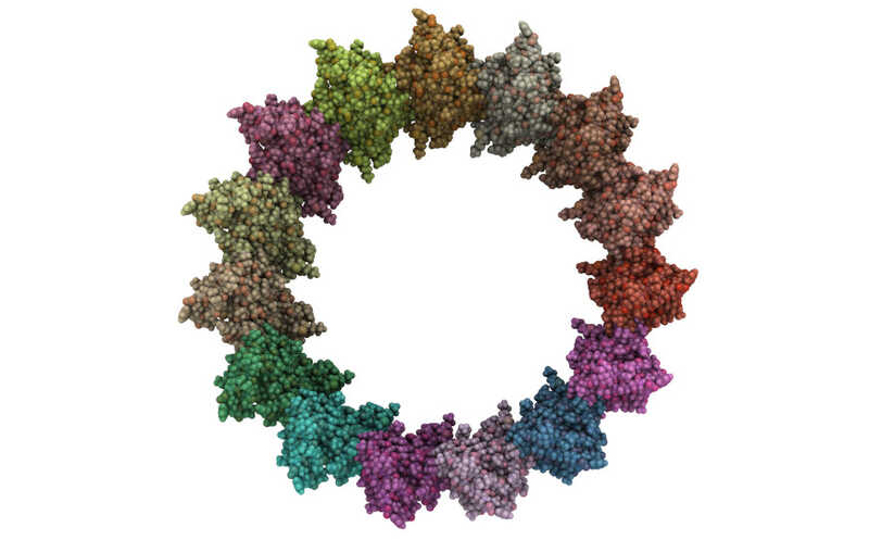 Комменсальные бактерии кишечника доставляют белки напрямую в клетки человека