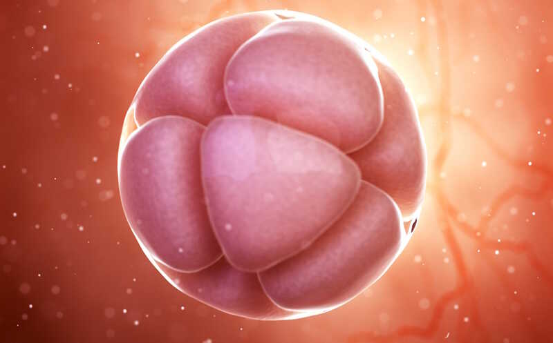 Эндогенные ретровирусы MLT2A1 человека активируют геном зиготы