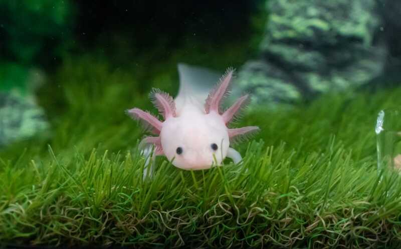 Аксолотль с ампутированной лапой готов к регенерации других частей тела