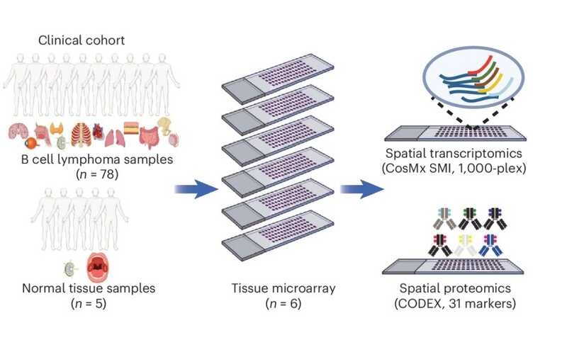 В диффузных крупноклеточных B-клеточных лимфомах идентифицировали семь различных микросред