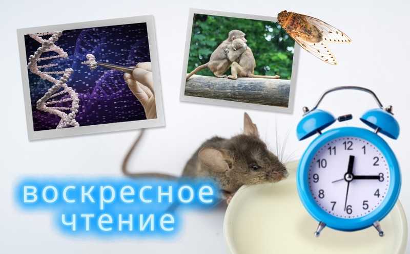 Интерфейс мозг-компьютер для распознавания внутренней речи и другие новости недели