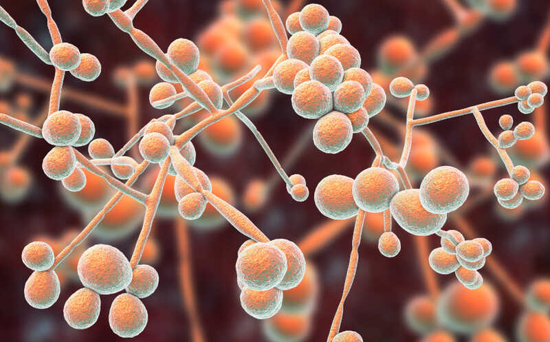 Иммунная система «отбирает» ионы цинка у Candida albicans