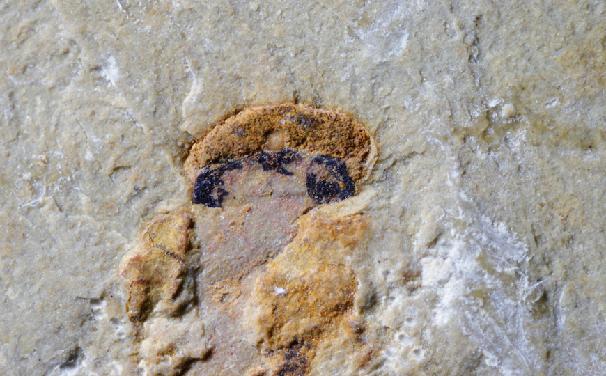 Ноздри ископаемой рыбы из Чжэнцзяна оказались второй парой глаз