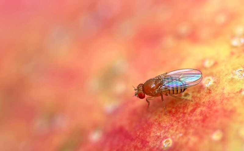 Почему голодную дрозофилу привлекает шоколад?