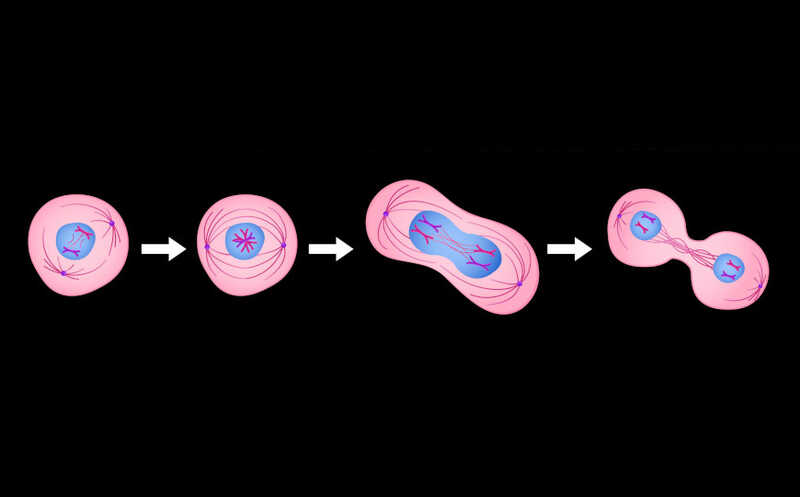 Как раковые клетки останавливают «митотический секундомер»