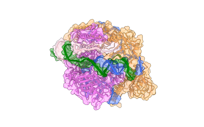 Обнаружена маленькая и активная нуклеаза для редактирования генома человека