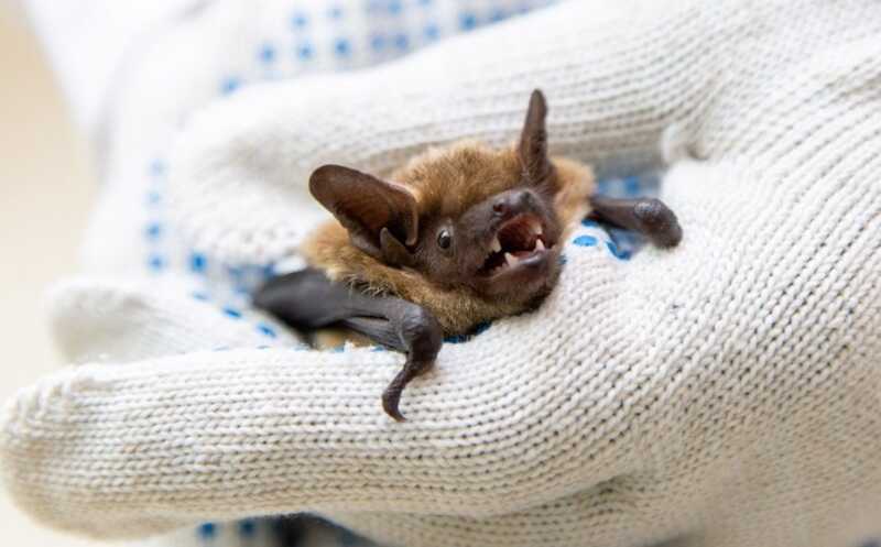 Кишечные бактерии летучих мышей во время спячки лучше защищают ДНК хозяина от повреждений