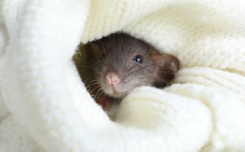 Вырабатываемый при инфекции простагландин вызывает не только лихорадку, но и озноб