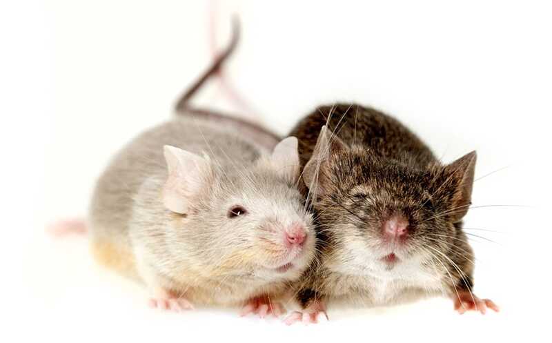 МикроРНК восстановили общительность мышей с иммунодефицитом