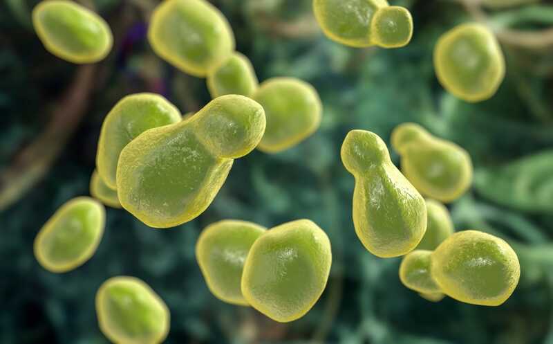 Туберкулезная микобактерия усиливает патогенный потенциал криптококка