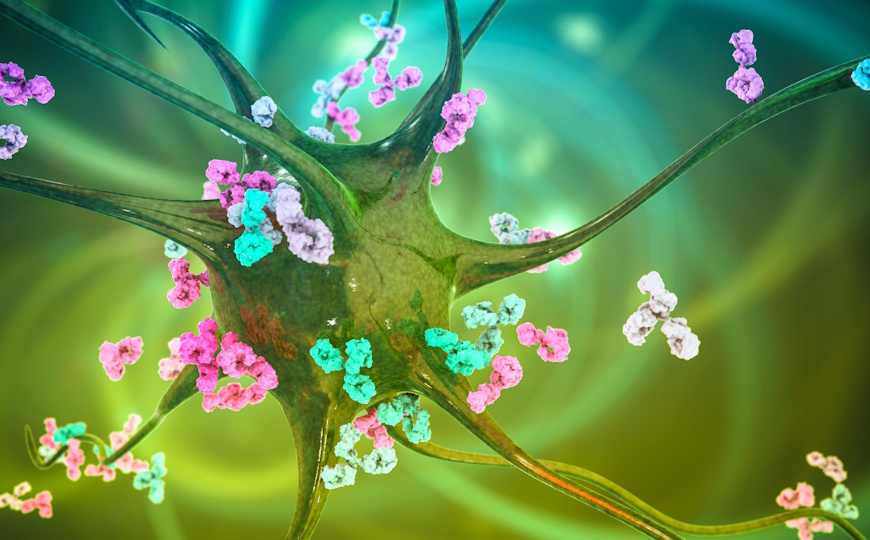 Клетки кишечника перепрограммируют иммунную систему при рассеянном склерозе