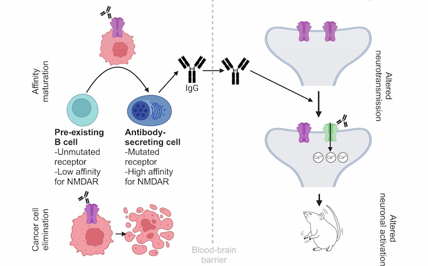 Аутоиммунное заболевание мозга вызывается противоопухолевым иммунитетом