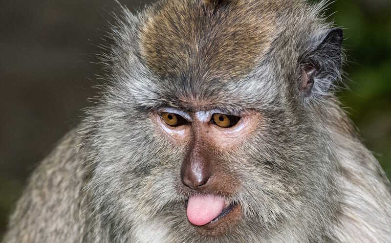 Зрительные стимулы «спроецировали» макакам с помощью светодиодного микродисплея