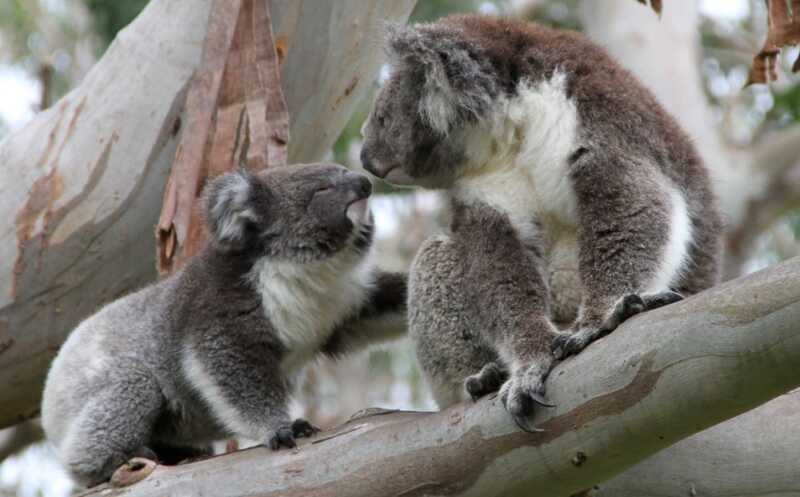 Быстрый рост популяции восстановил генетическое разнообразие коал после «бутылочного горлышка»