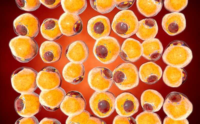 Воздействуя на кишечный белок, можно препятствовать поглощению жиров из пищи