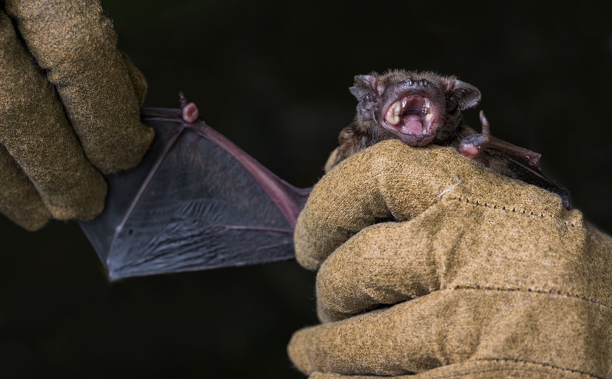 Вирус бешенства заражает клетки кожи