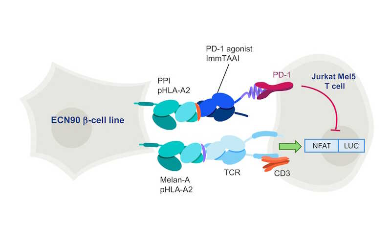 Как запретить иммунной системе атаковать бета-клетки при диабете