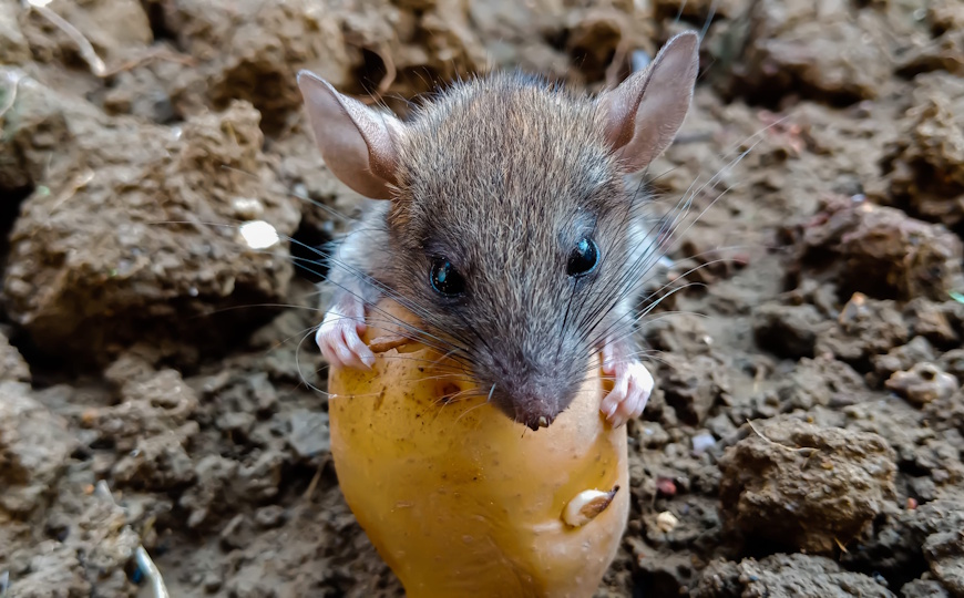 Сколько можно клонировать мышей