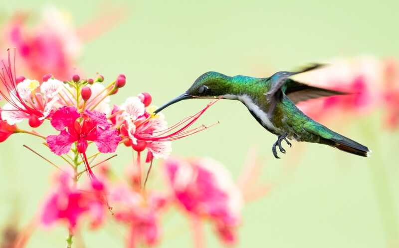 Как птицы приспособились к сладкой жизни