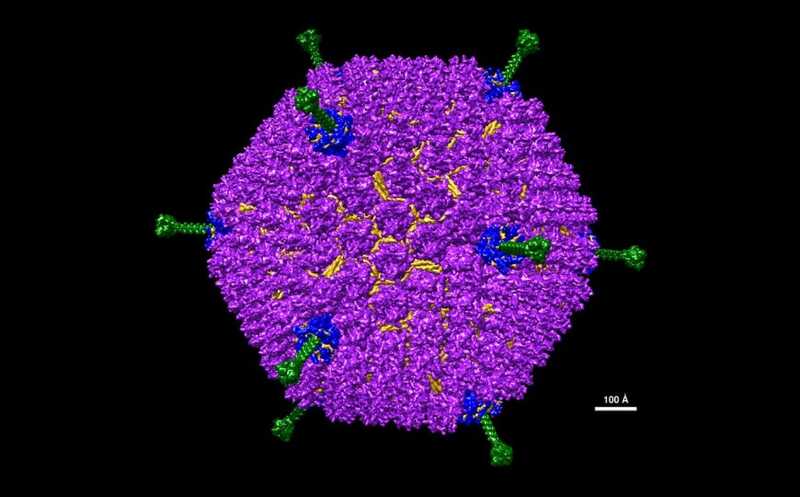 Причина тромбозов после иммунизации аденовирусной вакциной — определенный вариант гена иммуноглобулина и мутация в нем