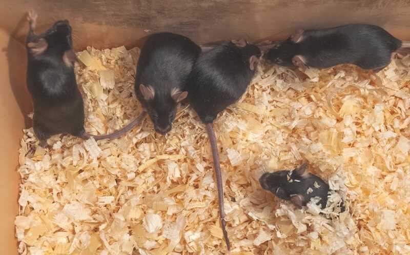 Микробиота кишечника влияет на угасание когнитивных функций при старении