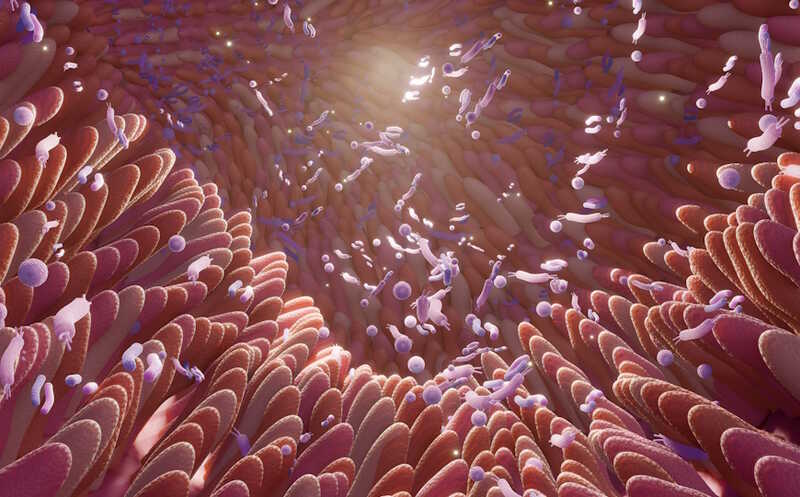 Польза клетчатки при целиакии зависит от кишечной микробиоты