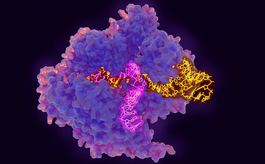 Полученные прямо в организме CAR T-клетки вылечили мышей от лейкемии и множественной миеломы