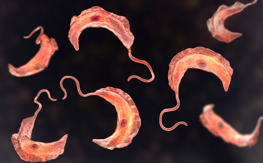 Эндонуклеаза трипаносомы помогает ей уклоняться от иммунного ответа хозяина