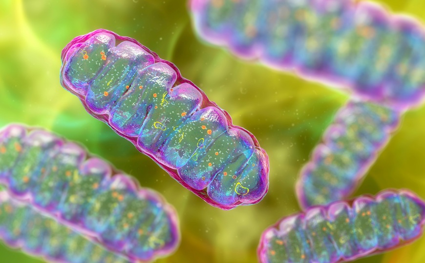 Генная терапия нормализовала состояние мышей с GTPBP3-опосредованным митохондриальным заболеванием