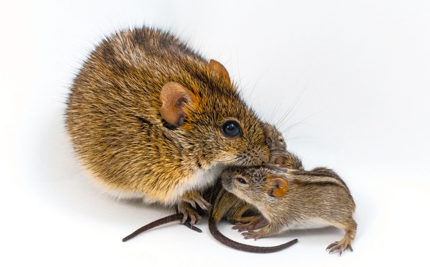 Ген агути позволяет самцам мышей принять решение, позаботиться о детенышах или атаковать их