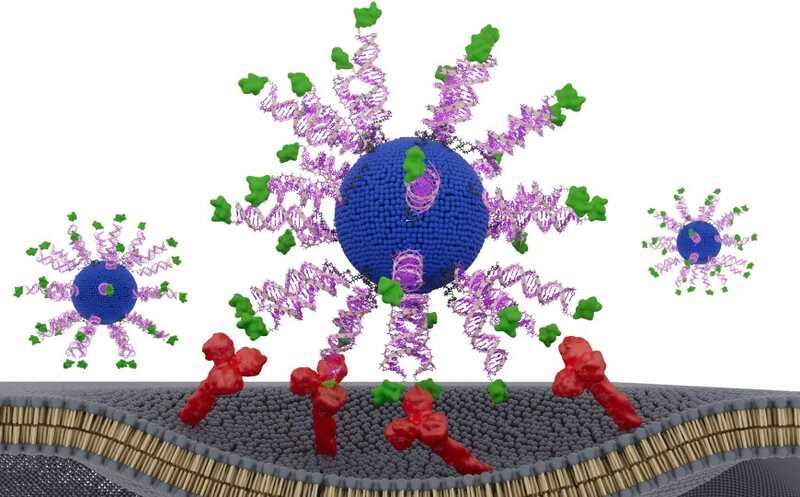 Терапевтические вакцины против ВПЧ-ассоциированного рака: структура имеет значение
