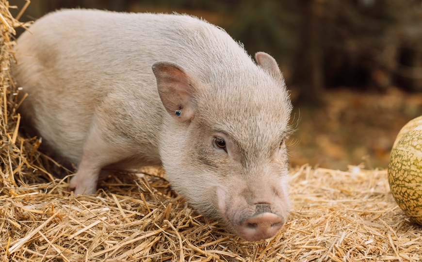 Минипигам заменили часть пищевода на функциональный трансплантат