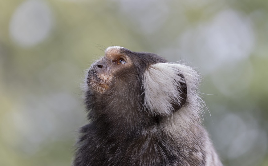 Глухие игрунки помогут лечить наследственное заболевание человека