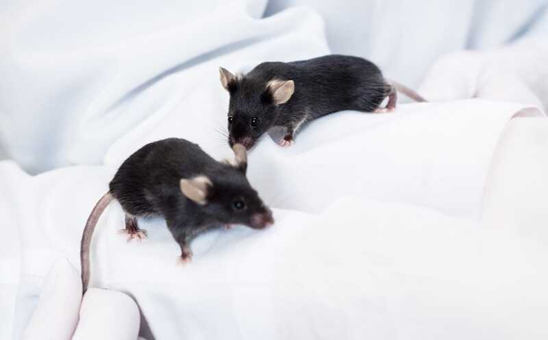 Антитела людей с постковидным синдромом вызывают боль у мышей